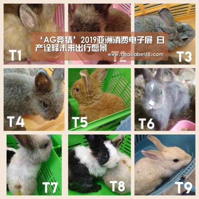 AG视讯